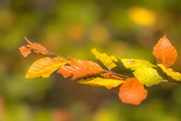 Bruine en gele Autum bladeren van beuken — Stockfoto