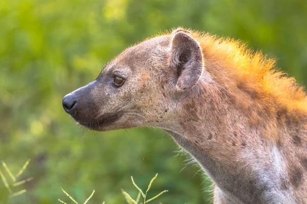 Portrait de charognard Hyena repéré — Photo