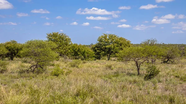 Bushveld savanna Kruger park — Stock fotografie