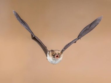 Flying Natterers bat isolated on bright brown background clipart