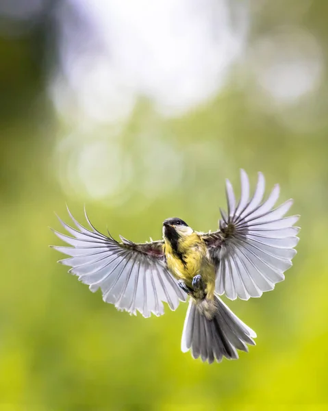 Vogel im Flug mit Kopierraum — Stockfoto