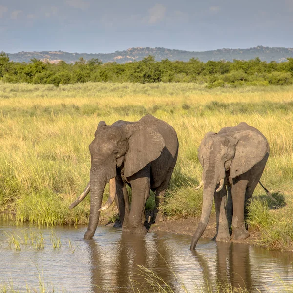 Deux éléphants d'Afrique boire carré — Photo