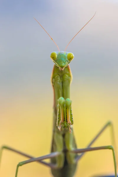 Praying Mantis frontal — Stock Photo, Image