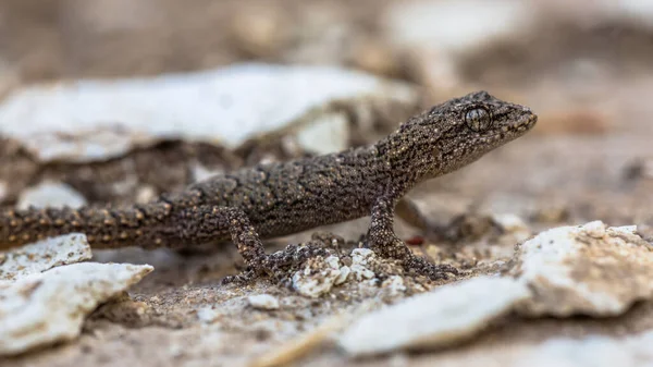浅色岩石上的Gecko — 图库照片
