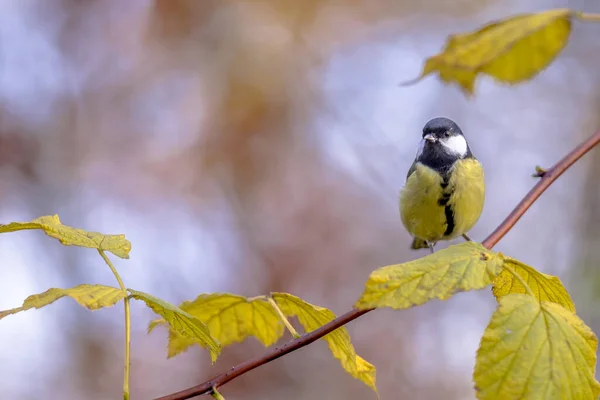 Kohlmeise gelbe Herbstblätter — Stockfoto