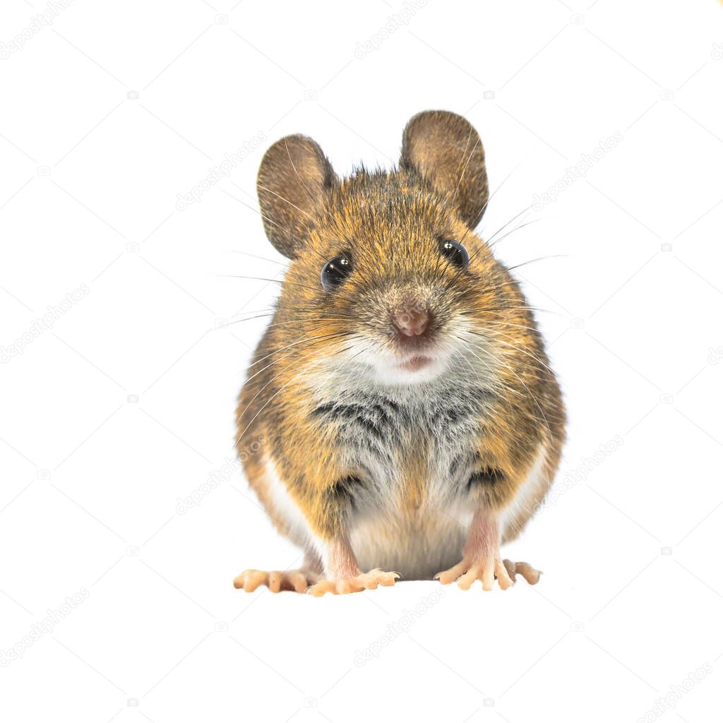 Beautiful mouse isolated on white background