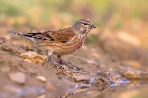 Linnet Común Linaria Cannabina Orilla Estanque Jardín Los Pirineos Españoles —  Fotos de Stock