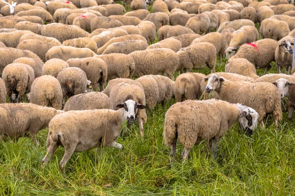 スペインアラゴン州フエスカ近くの草原での羊の放牧の群れ — ストック写真