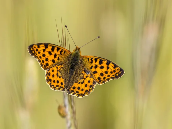 Królowa Hiszpanii Fritillary Issoria Lathonia Spoczywa Gałązce Trawy Polu Zbóż — Zdjęcie stockowe