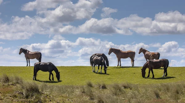 オランダのフリースラントにある砂丘自然保護区では 野生の馬が大きな放牧されています — ストック写真