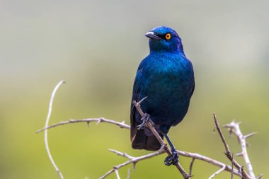 Parlak burunlu sığırcık (Lamprotornis nitens), Kruger Ulusal Parkı 'ndaki parlak yeşil arka planda sarı gözlü, yanardöner mavi kuş.