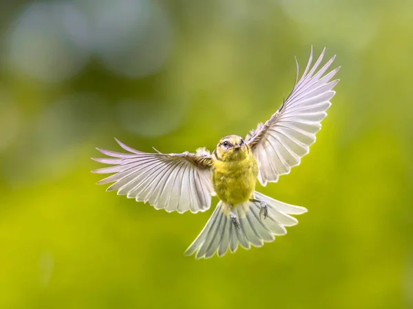 Flying Bird Blue Tit Cyanistes Caeruleus Just Landing Stretched Wings — Stockfoto