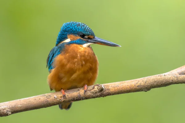 ヨーロッパの一般的なカワセミ Alcedo Atthis は川の上の棒に乗って魚を狩った このスズメの大きさの鳥は 典型的な尾の短い大きな頭をしたキングフィッシャープロフィールを持っています 青い上部 オレンジの下部と長い法案があります — ストック写真