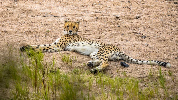 Cheetah Acinonyx Jubatus Animal Juvenil Descansando Leito Rio Arenoso Parque — Fotografia de Stock