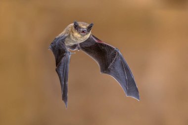 Uçan pipistrelle yarasası (Pipistrellus pipistrellus), parlak arkaplanlı ahşap tavan arasından çekilen aksiyon sahnesi.