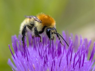 Great yellow bumblebee (Bombus distinguendus). Wild bee on wildflower eating nectar in nature reserve in Cevennes, France clipart