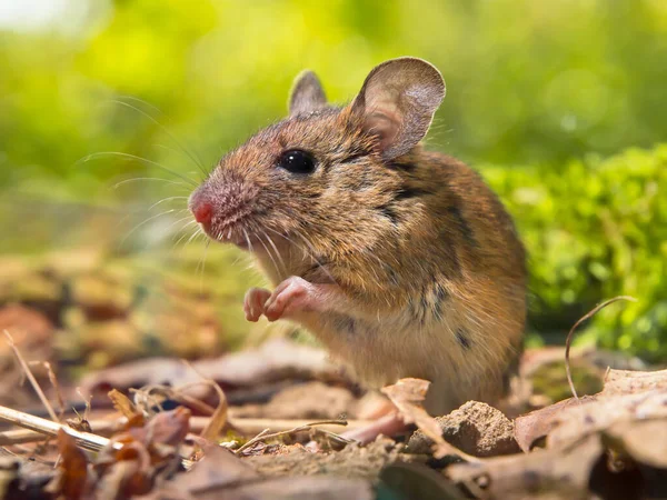 Fältmus Apodemus Sylvaticus Skogsgolvet Med Framben Tillsammans Som Att Naturlig — Stockfoto