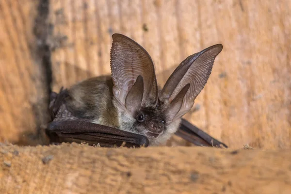 Grå Långörat Fladdermus Plecotus Austriacus Ganska Stor Europeisk Fladdermus Den — Stockfoto