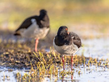 Pied Oystercatcher (Haematopus ostralegus) bir gözü açık bir şekilde nehir kenarında uyuyan çift..