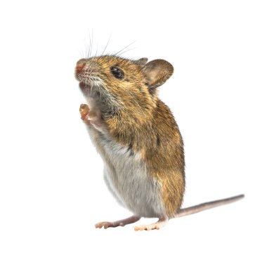 Ramping Wood mouse (Apodemus sylvaticus) beyaz arka planda izole edilmiştir. Bu sevimli fare Avrupa 'nın çoğunda bulunur ve çok yaygın ve yaygın bir türdür..