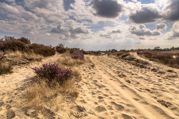 Krajobraz Rezerwatu Przyrody Heide Heide Belgii Słoneczny Pochmurny Dzień — Zdjęcie stockowe