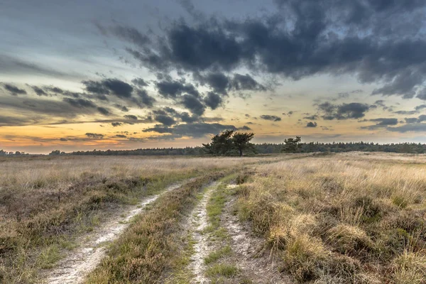 Naturalny Krajobraz Wrzosowiska Pobliżu Hijken Prowincji Drenthe Piękny Letni Wieczór — Zdjęcie stockowe