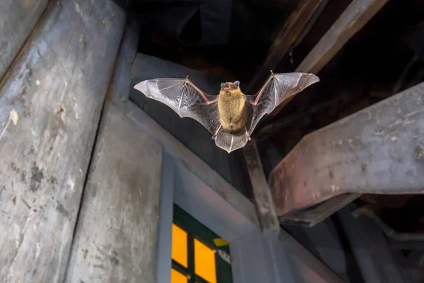 Flying Pipistrelle Νυχτερίδα Pipistrellus Pipipistrellus Φωτογραφία Δράσης Του Κυνηγιού Των — Φωτογραφία Αρχείου