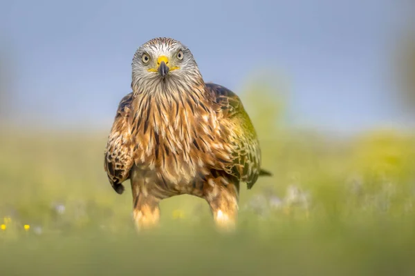 Cerf Volant Rouge Milvus Milvus Perché Dans Les Pyrénées Espagnoles — Photo