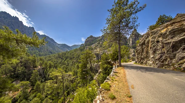 Road Dramatic Lush Restonica Gorge Corte Island Corsica France — Stock Photo, Image