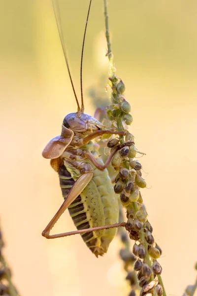 Slavný Keřový Kriket Sedlem Ephippiger Ephippiger Tento Výrazný Kobylka Nachází — Stock fotografie