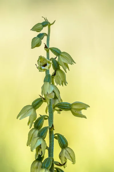 Дикая Орхидея Epipactis Muelleri Green Yellow Helleborine Растет Долине Вируэн — стоковое фото