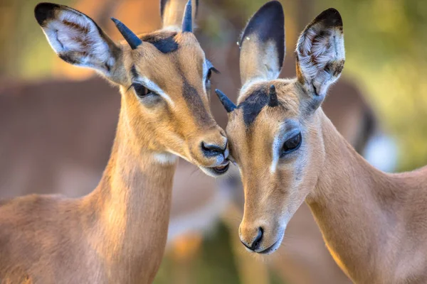Joven Impala Aepyceros Melampus Dos Animales Acicalándose Dulcemente Parque Nacional —  Fotos de Stock
