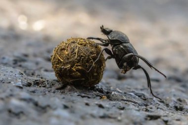 Gübre böceği problemleri çözerken çakıl taşlarını yokuş yukarı yuvarlamaya çalışıyor.