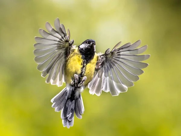 Grand Mésange Parus Major Oiseau Vol Juste Avant Atterrissage Avec — Photo