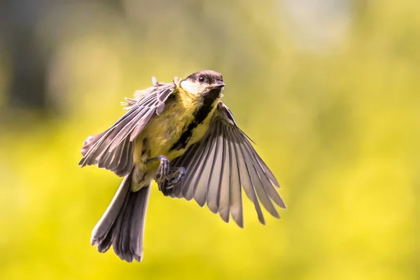 Pássaro Voo Grande Tit Parus Major Pouco Antes Pousar Com — Fotografia de Stock