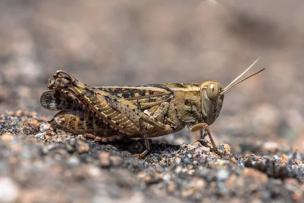 Cavalletta Pinza Eurasiatica Calliptamus Barbarus Cavalletta Alata Rosa — Foto Stock