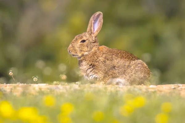 Европейский Кролик Oryctolagus Cuniculus Греется Солнце Испанских Пиренеях Вилаграсса Каталония — стоковое фото