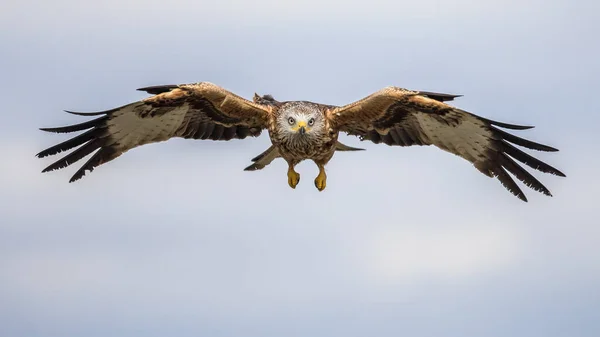 Cerf Volant Rouge Milvus Milvus Volant Dans Les Pyrénées Espagnoles — Photo