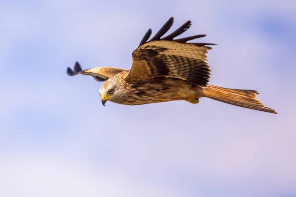 Cerf Volant Rouge Milvus Milvus Volant Dans Les Pyrénées Espagnoles — Photo