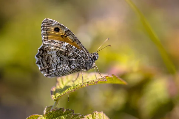 Rock Grayling Hipparchia Semele Butterfly Populations Europe Have Begun Decline — Stock Photo, Image