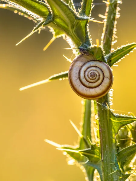 Kleine Schnecke Ruht Auf Distelpflanze Untergehender Sonne Ruhiges Stillleben — Stockfoto