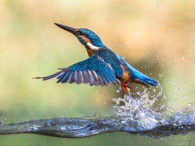 Ortak Avrupa Kingfisher (Alcedo at this). Nehir balıkçısı dalıyor ve sudan çıkıyor ve yeşil arka plandaki gözetleme noktasına geri uçuyor
