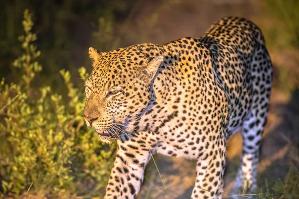 Afrika Leoparı Panthera Pardus Güney Afrika Daki Kruger Ulusal Parkı — Stok fotoğraf