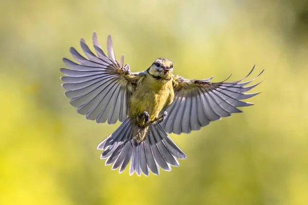 Pássaro Azul Tit Cyanistes Caeruleus Voo Pouco Antes Aterragem Com — Fotografia de Stock