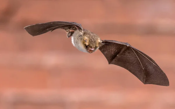 Repülő Natterer Denevér Myotis Nattereri Akció Lövés Vadász Állat Tégla — Stock Fotó