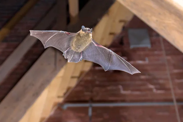 Flying Pipistrelle Bat Pipistrellus Pipistrellus Actie Schot Van Jacht Dier — Stockfoto