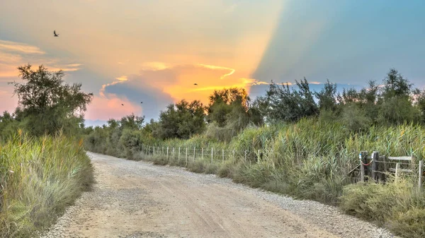 Droga Przez Camarque Podczas Pięknego Zachodu Słońca Regionalnym Rezerwacie Przyrody — Zdjęcie stockowe