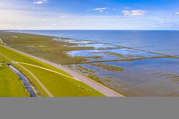 Luchtfoto Van Schapen Die Grazen Zeedijk Nationaal Park Tidal Marshland — Stockfoto