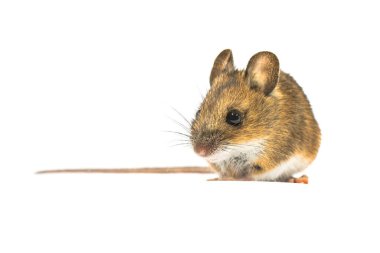 Pretty Wood mouse (Apodemus sylvaticus) beyaz arka planda izole edilmiştir. Bu sevimli fare Avrupa 'nın çoğunda bulunur ve çok yaygın ve yaygın bir türdür..