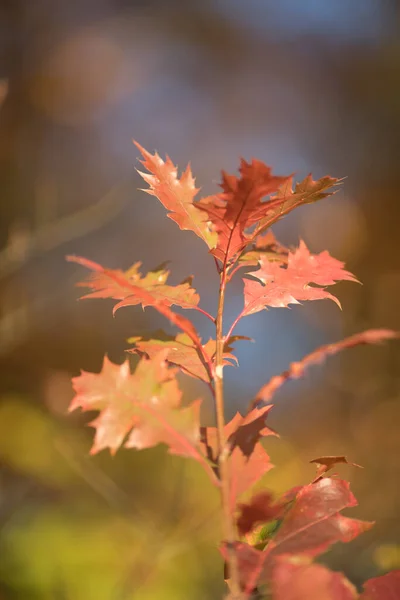 Brightly brown, red and orange colored american oak (Quercus rubra) leaves in autumn season